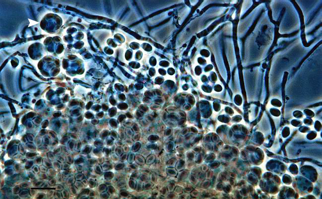 Sitophil Sitophil